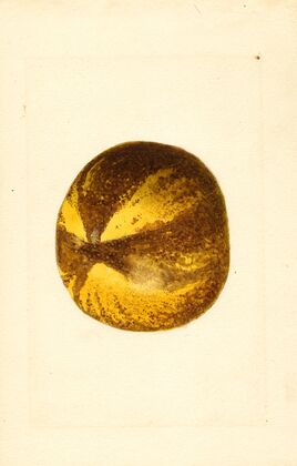 Citrus grandis