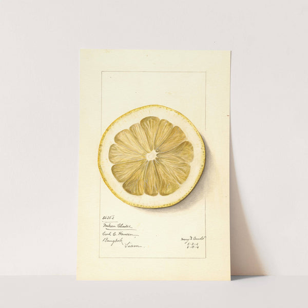 Citrus grandis: Mahon Chaisee by Mary Daisy Arnold