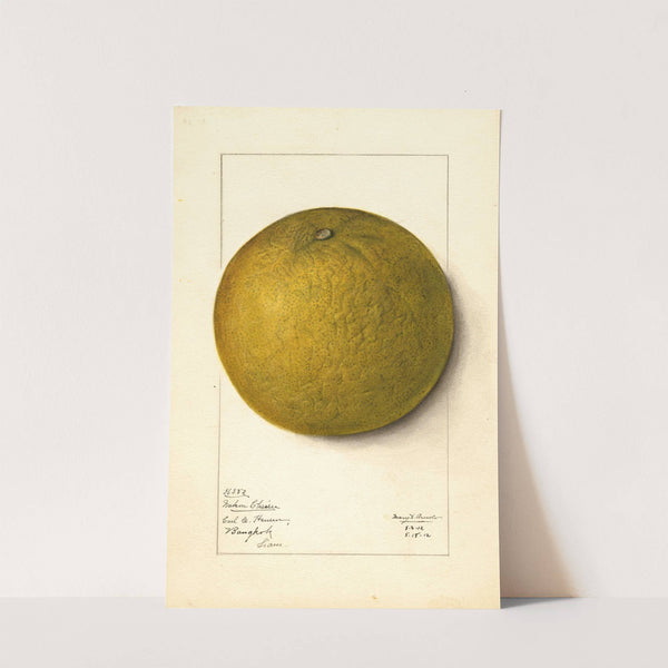 Citrus grandis: Mahon Chaisee by Mary Daisy Arnold
