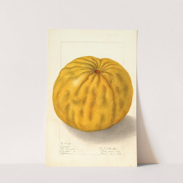 Citrus grandis: To Yuzu by Ellen Isham Schutt