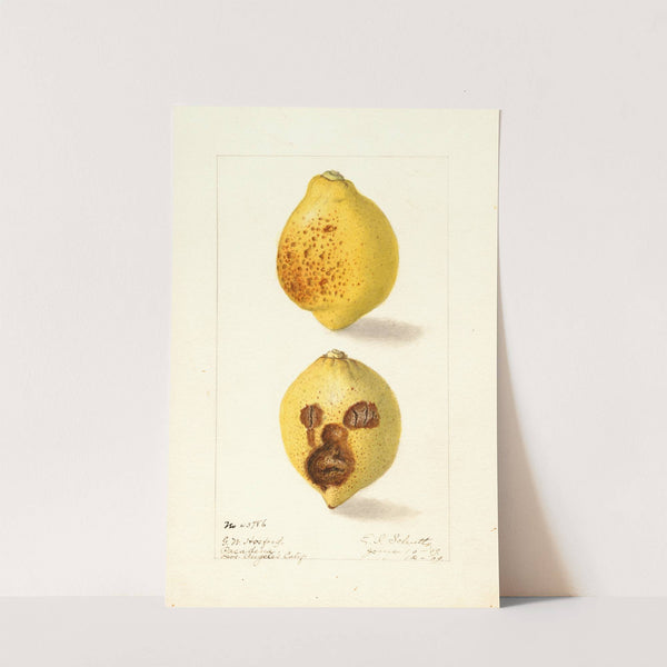 Citrus limon by Ellen Isham Schutt