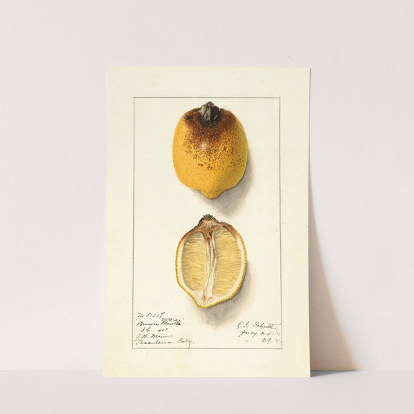 Citrus limon (1911) by Ellen Isham Schutt