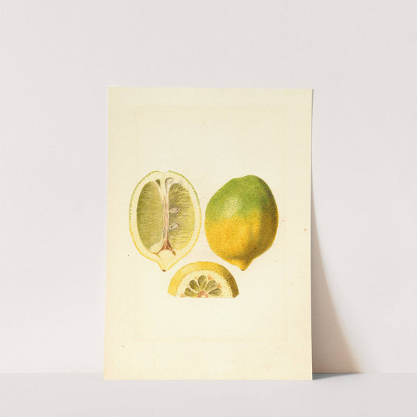 Citrus limon (1920) by James Marion Shull