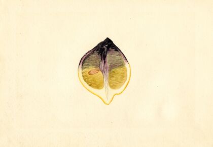 Citrus limon