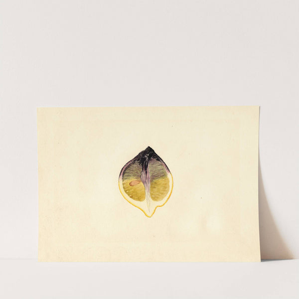 Citrus limon (1928) by James Marion Shull