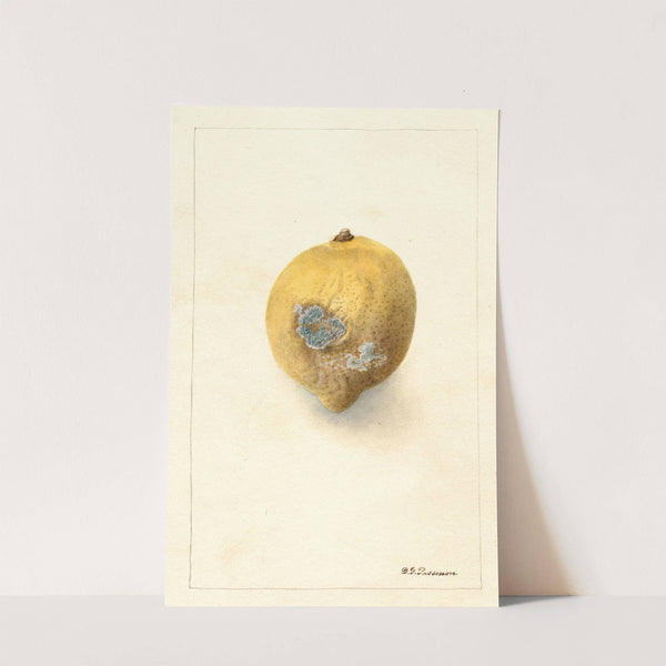 Citrus limon (1904) by Deborah Griscom Passmore