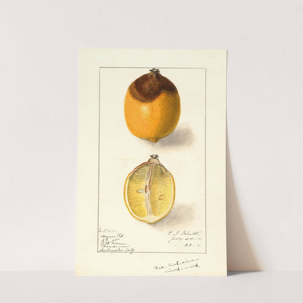 Citrus limon (1911) by Ellen Isham Schutt