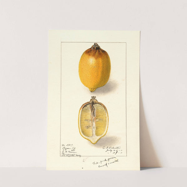 Citrus limon (1911) by Ellen Isham Schutt