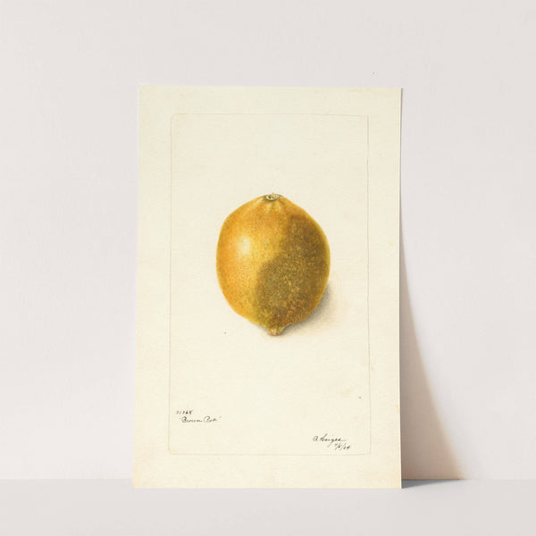 Citrus limon by Bertha Heiges