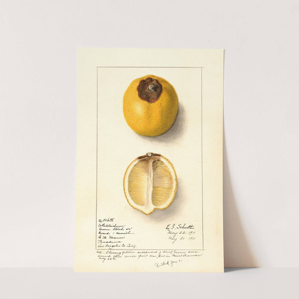Citrus limon (1911) by Ellen Isham Schutt