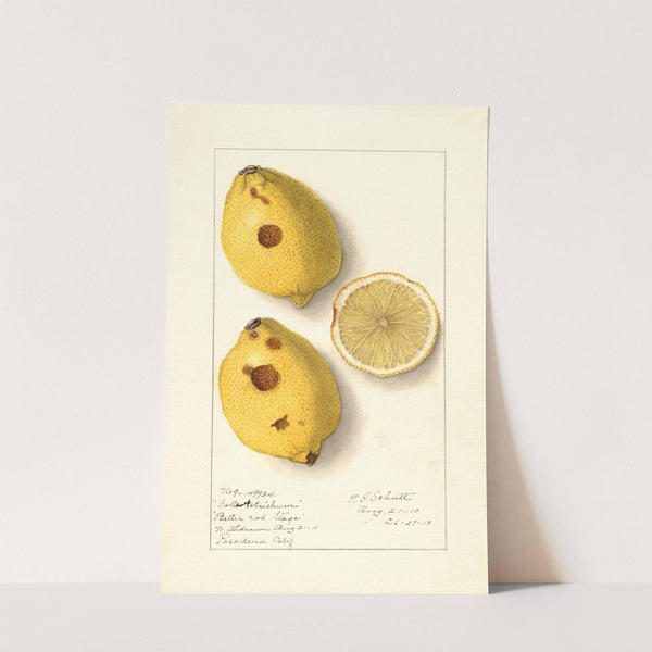 Citrus limon (1910) by Ellen Isham Schutt