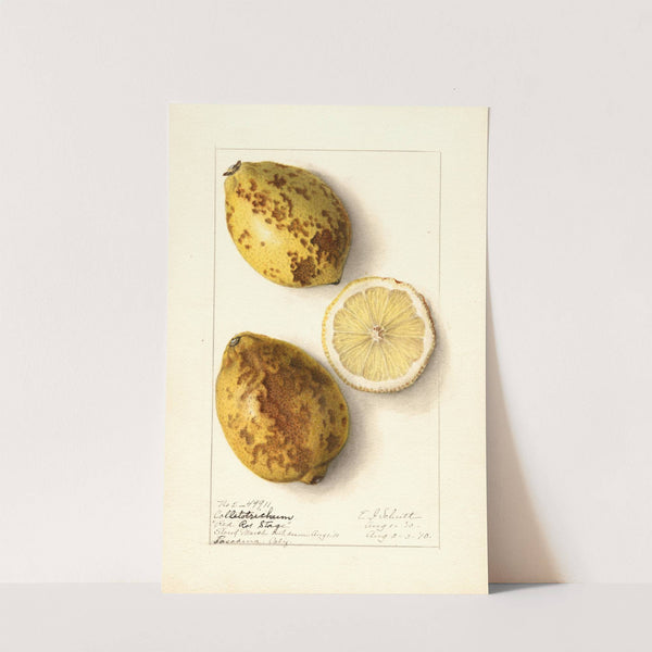 Citrus limon (1910) by Ellen Isham Schutt