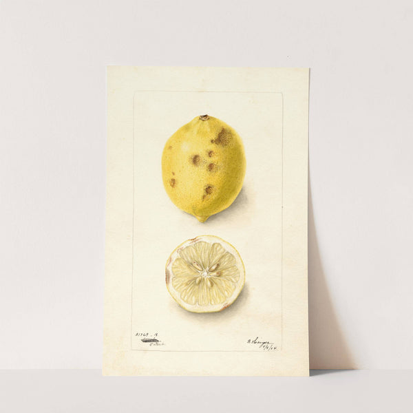 Citrus limon (1904) by Bertha Heiges