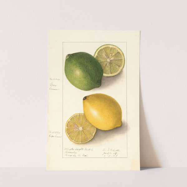 Citrus limon by Ellen Isham Schutt