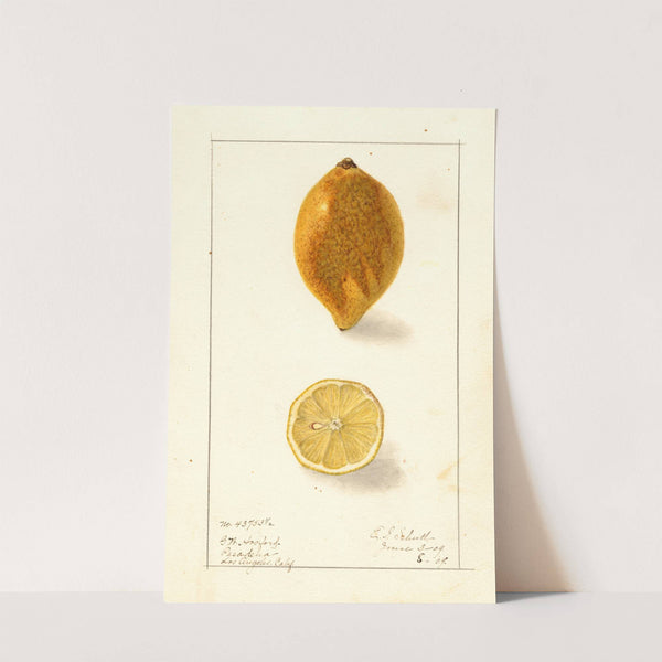 Citrus limon by Ellen Isham Schutt