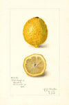 Citrus limon
