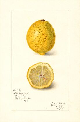 Citrus limon
