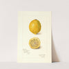 Citrus limon by Amanda Almira Newton