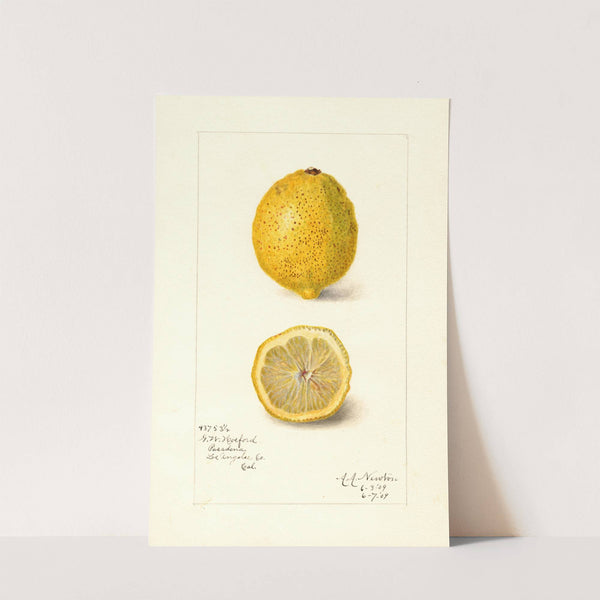 Citrus limon by Amanda Almira Newton
