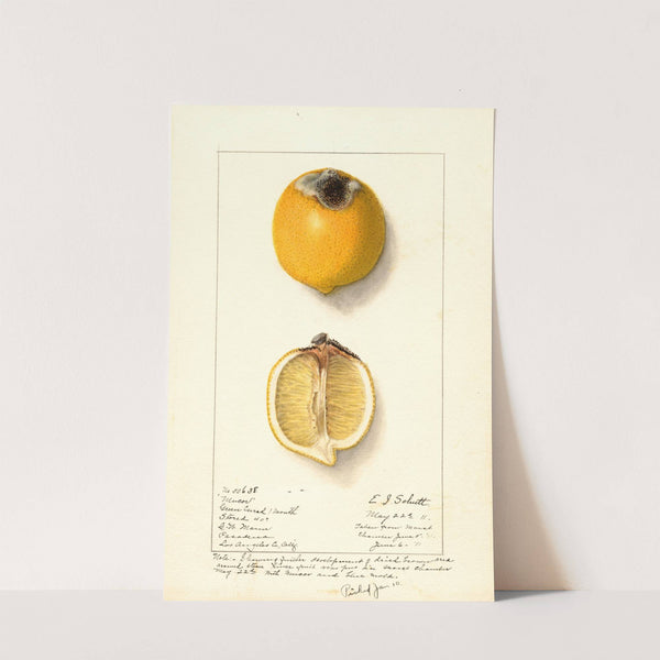 Citrus limon by Ellen Isham Schutt