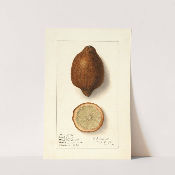 Citrus limon by Ellen Isham Schutt