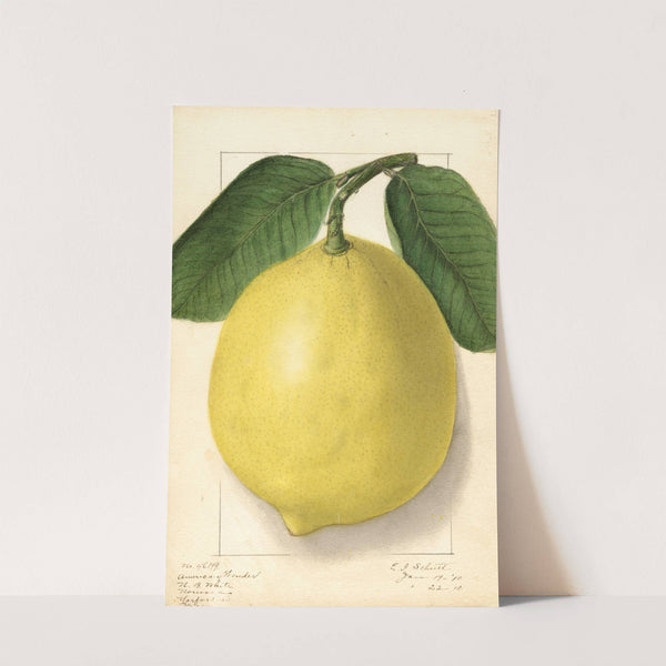 Citrus limon: American Wonder by Ellen Isham Schutt