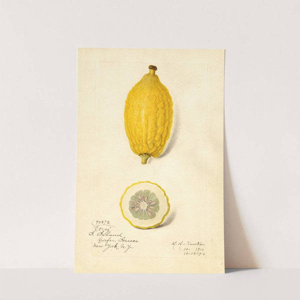 Citrus limon: Etrog by Amanda Almira Newton