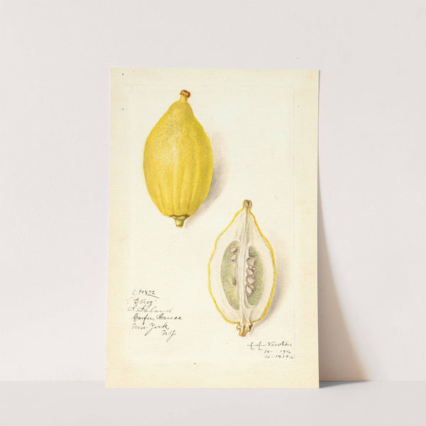 Citrus limon: Etrog by Amanda Almira Newton