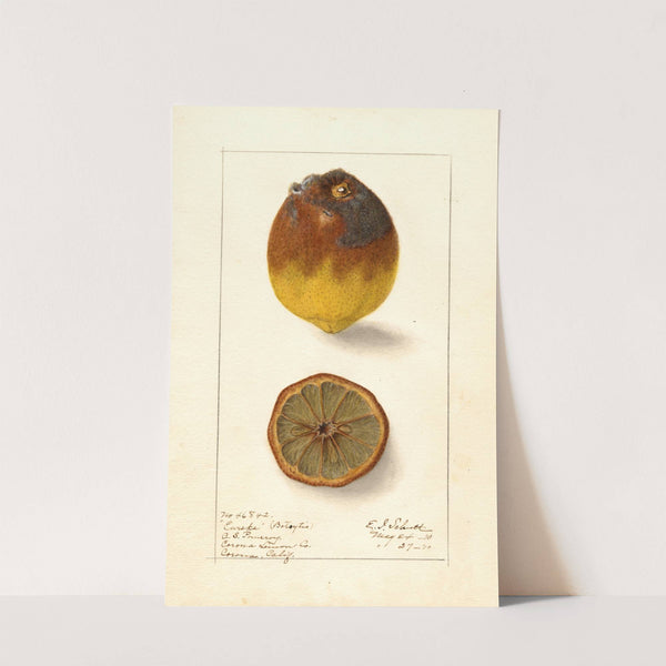 Citrus limon: Eureka (1910) by Ellen Isham Schutt