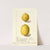 Citrus limon: Eureka by Ellen Isham Schutt