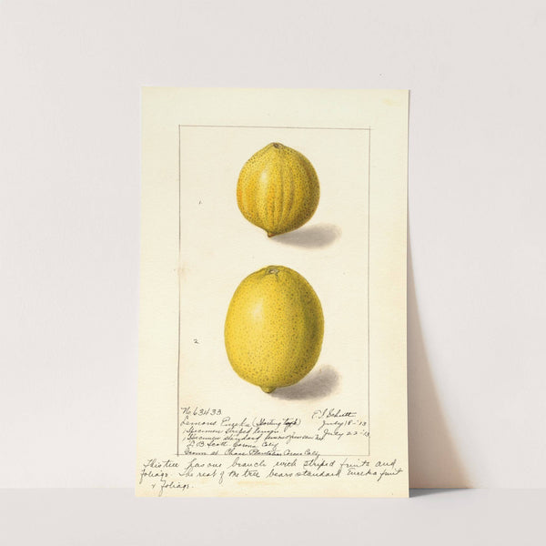 Citrus limon: Eureka by Ellen Isham Schutt