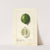 Citrus limon: Eureka by Ellen Isham Schutt