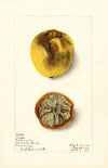 Citrus limon: Eureka