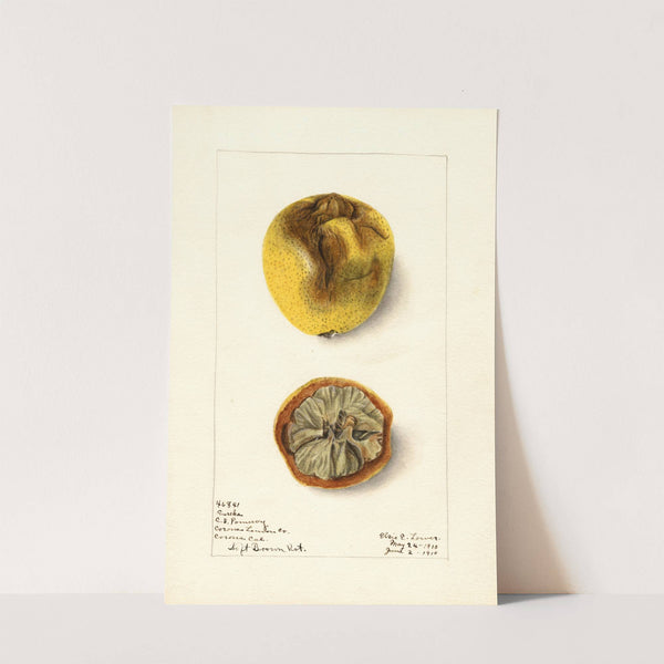 Citrus limon: Eureka by Elsie E. Lower