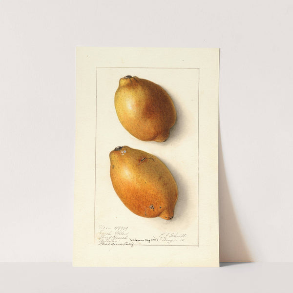 Citrus limon: Fresh Yellow by Ellen Isham Schutt