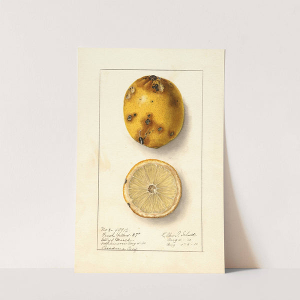 Citrus limon: Fresh Yellow (1910) by Ellen Isham Schutt