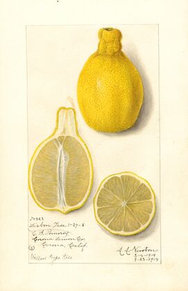 Citrus limon: Lisbon