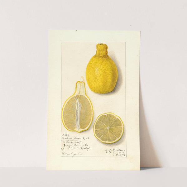 Citrus limon: Lisbon by Amanda Almira Newton