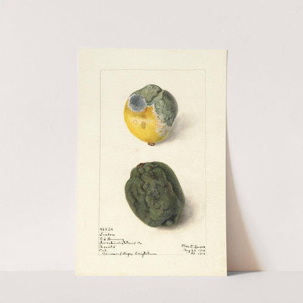 Citrus limon: Lisbon by Elsie E. Lower