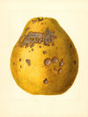 Citrus limon: Ponderosa