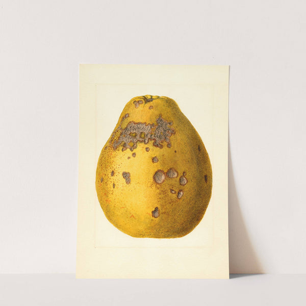 Citrus limon: Ponderosa by James Marion Shull