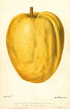 Citrus medica: Citron of Commerce