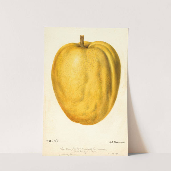 Citrus medica: Citron of Commerce by Deborah Griscom Passmore