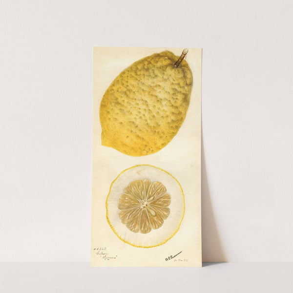Citrus medica: Lyman by Deborah Griscom Passmore