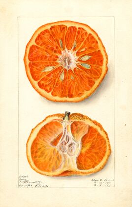 Citrus nobilis: King