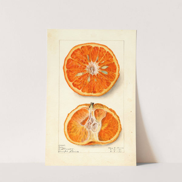 Citrus nobilis: King by Elsie E. Lower