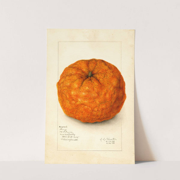 Citrus nobilis: King by Amanda Almira Newton