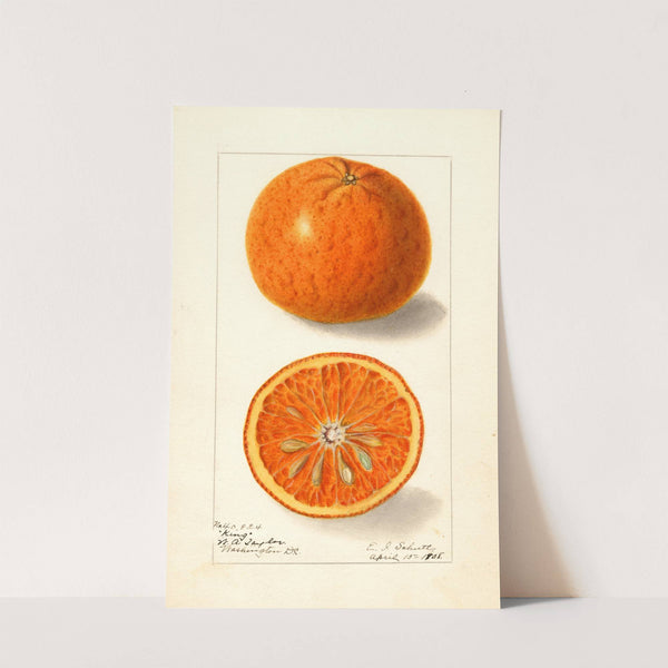 Citrus nobilis: King by Ellen Isham Schutt