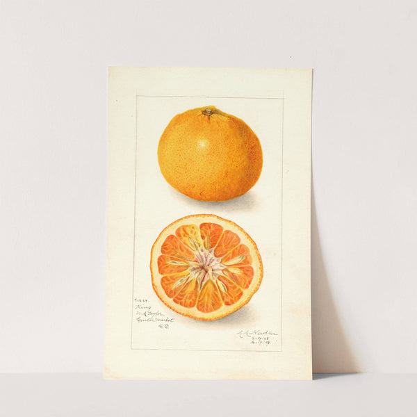 Citrus nobilis: King by Amanda Almira Newton