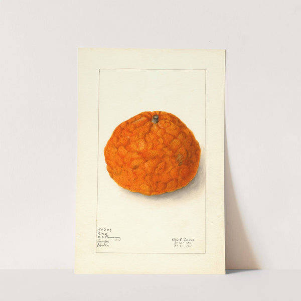 Citrus nobilis: King by Elsie E. Lower